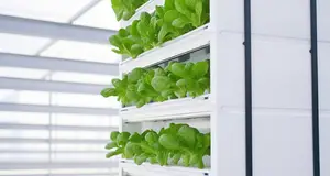 How Vertical Farms Can Address Food Waste: From Production to Distribution